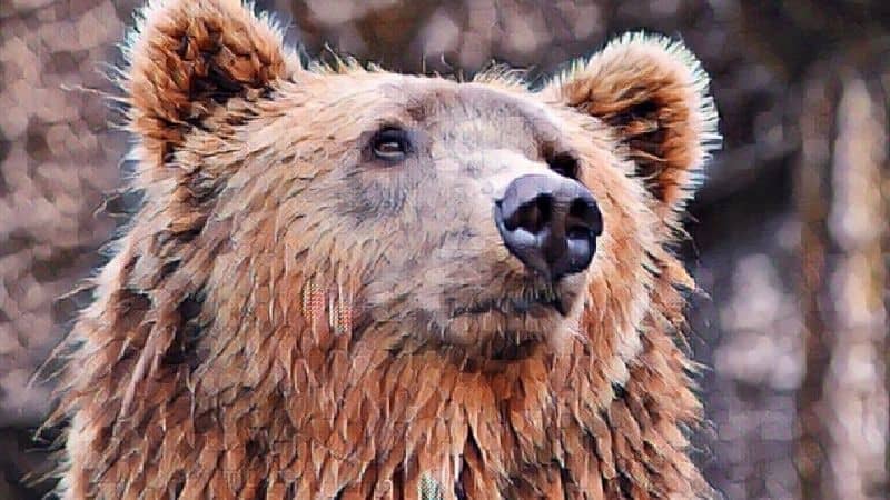 BEAR SYMBOLISM AND MEANING