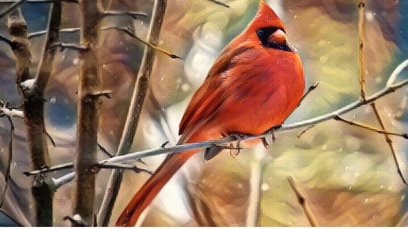 Cardinal Symbolism & Meaning