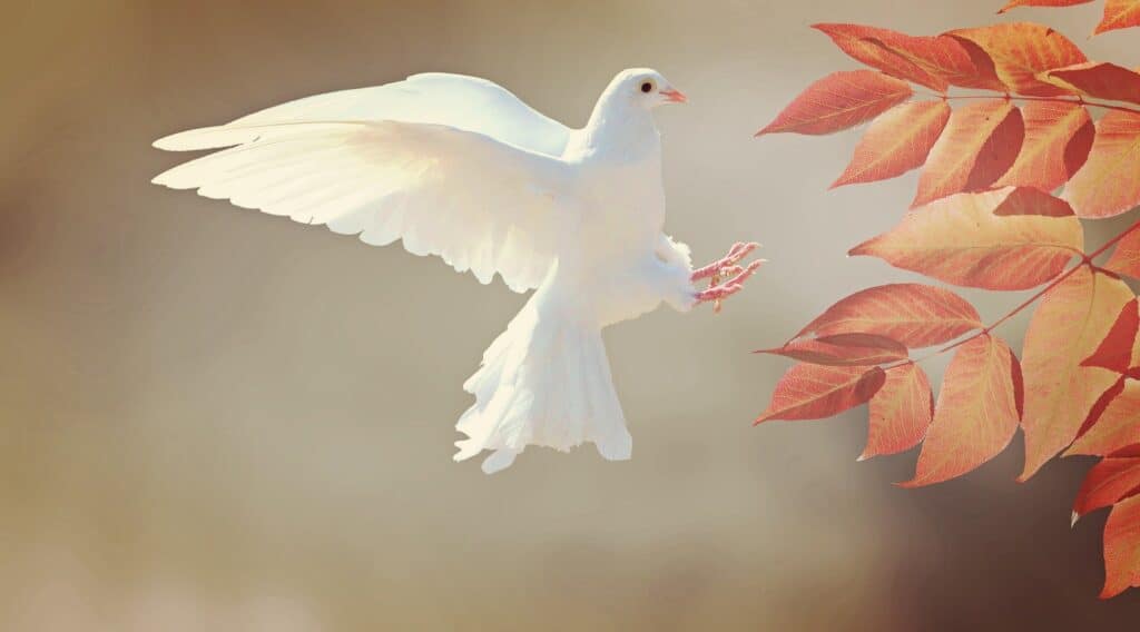 DOVE SYMBOLISM AND MEANING