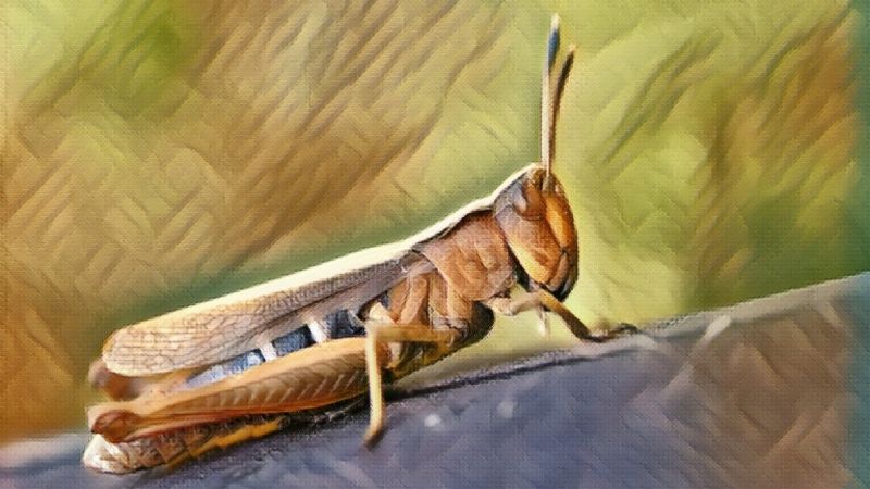 Grasshopper Symbolism and Meaning 