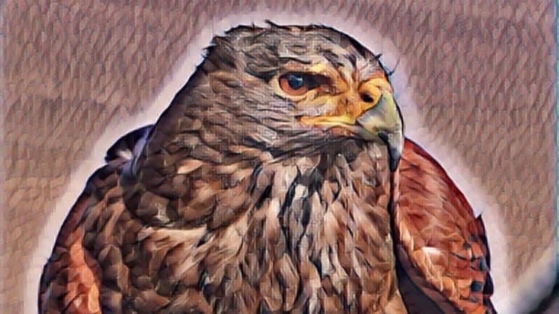 Hawk Symbolism And Meaning