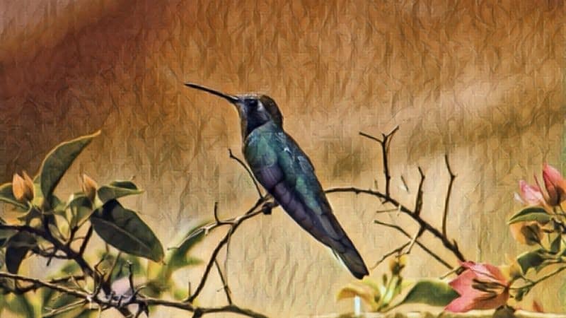 Hummingbird Symbolism and Meaning