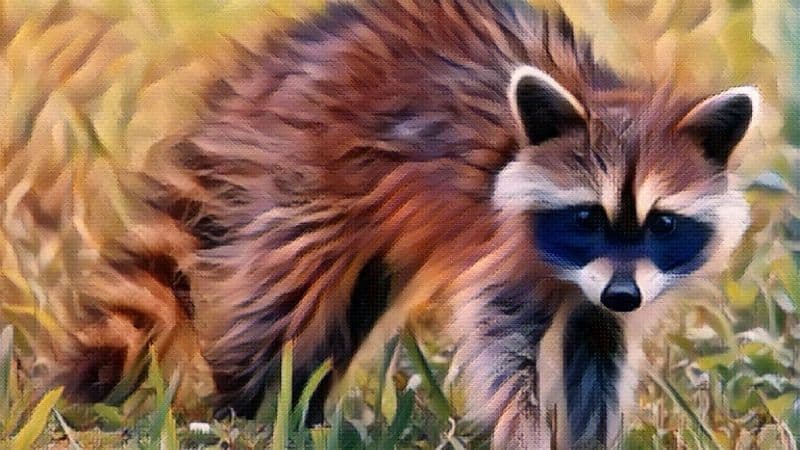 Raccoon Symbolism and Meaning