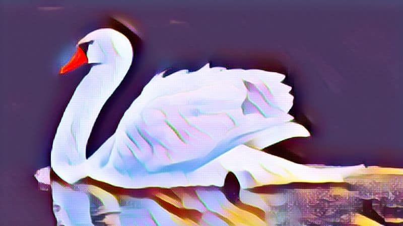 Swan Symbolism And Meaning