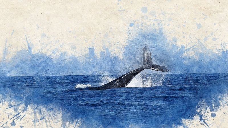 Whale Symbolism And Meaning