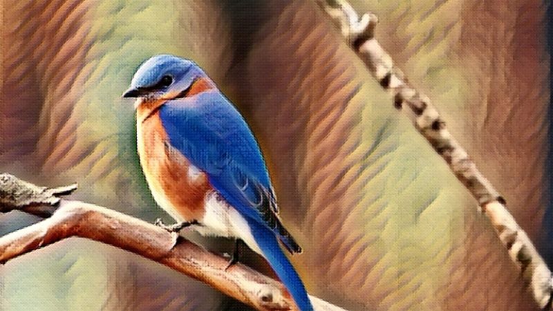 Bluebird Symbolism And Meaning