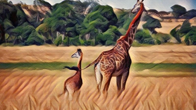 Giraffe Symbolism And Meaning
