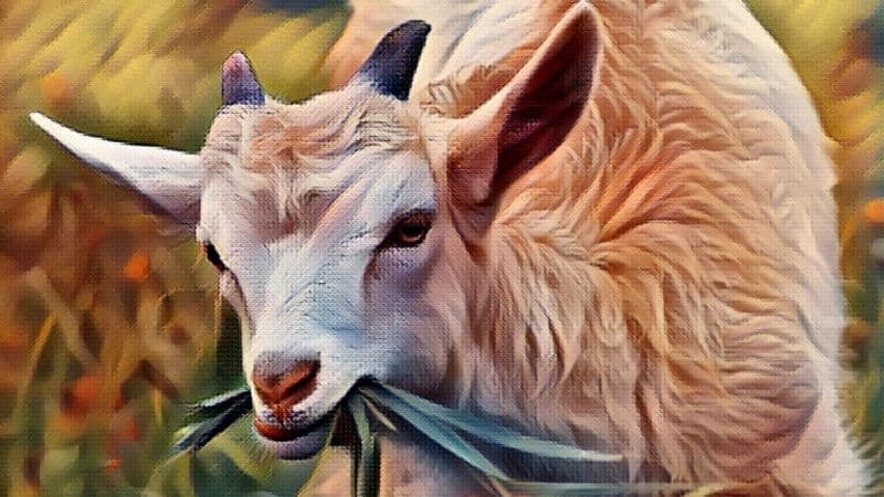 Goat Symbolism and Meaning