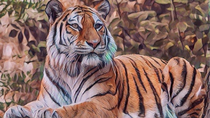 Tiger Symbolism And Meaning