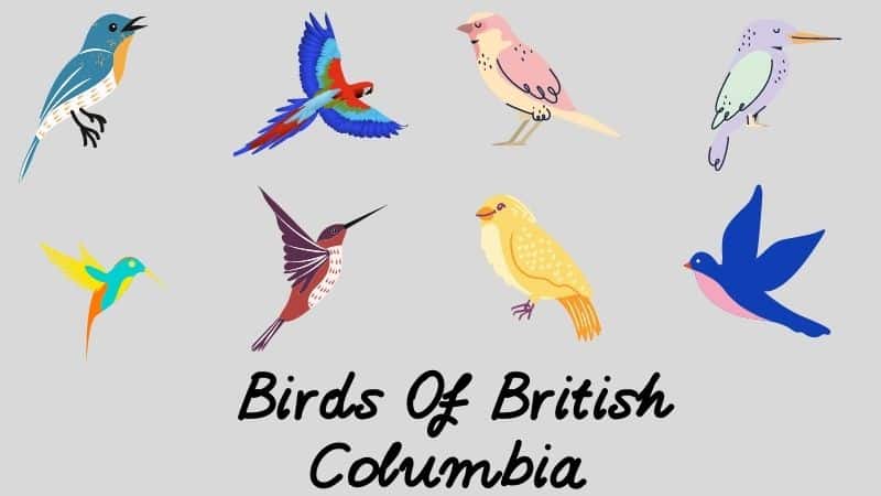 Backyard Birds Of British Columbia
