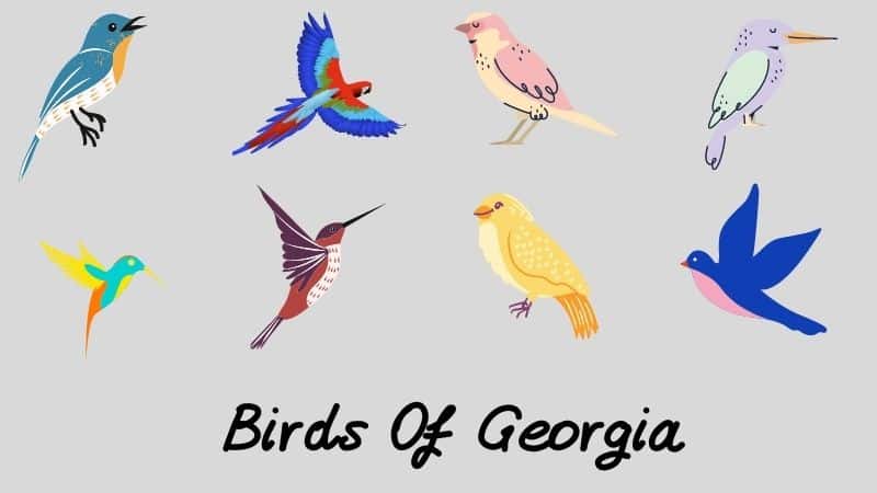Backyard Birds Of Georgia