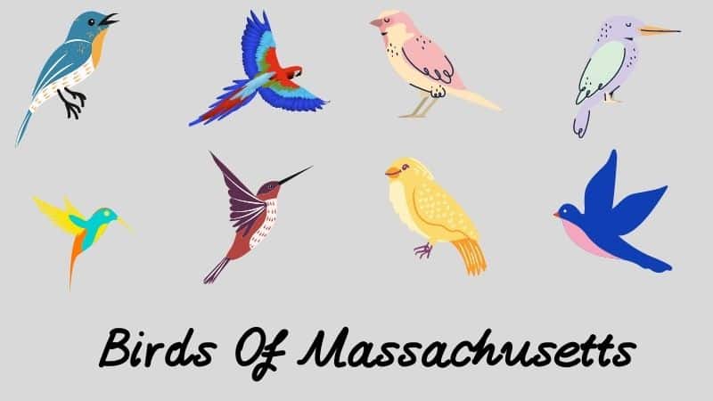 Backyard Birds Of Massachusetts