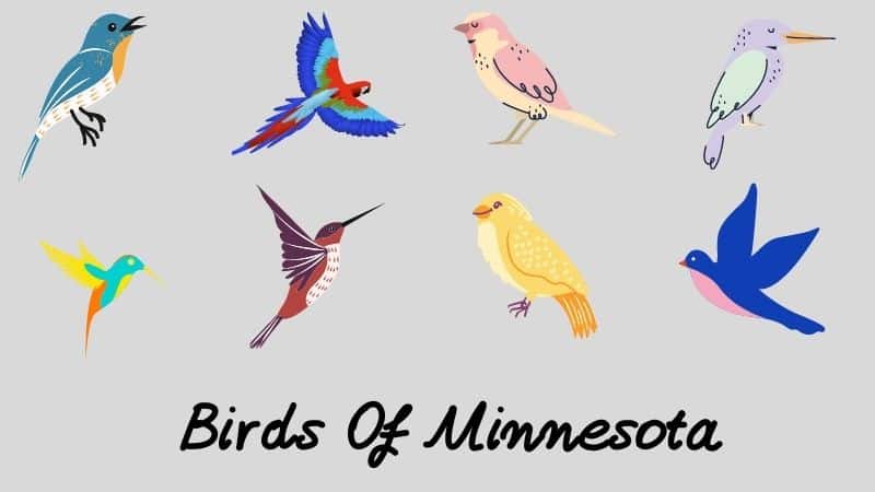 Backyard Birds Of Minnesota