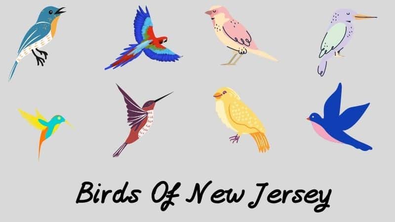 Backyard Birds Of New Jersey