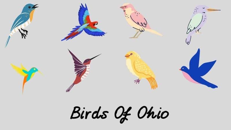 Backyard Birds Of Ohio