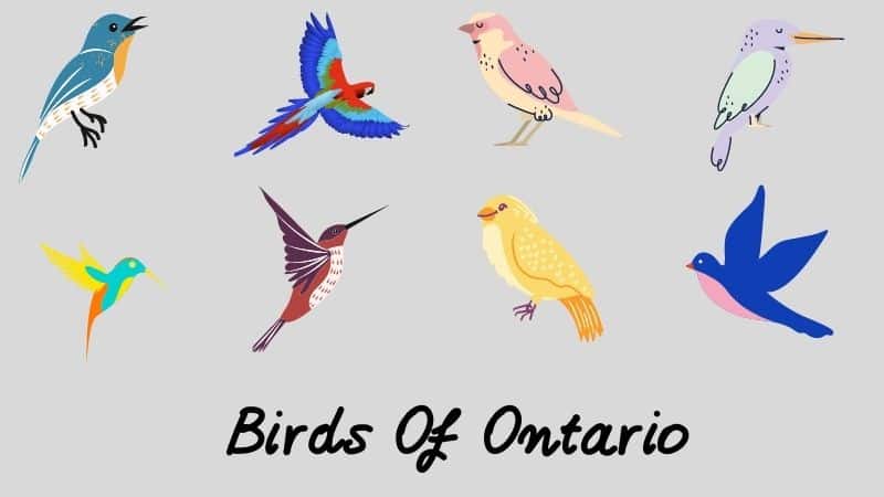 Backyard Birds Of Ontario