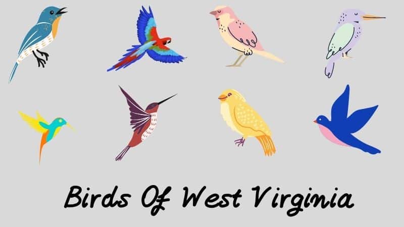 Backyard Birds Of West Virginia