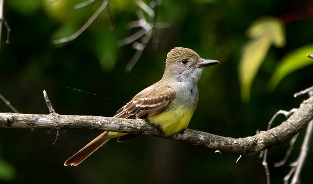 great-crested-flycatcher