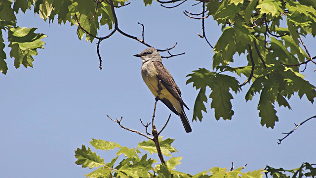 western-kingbird