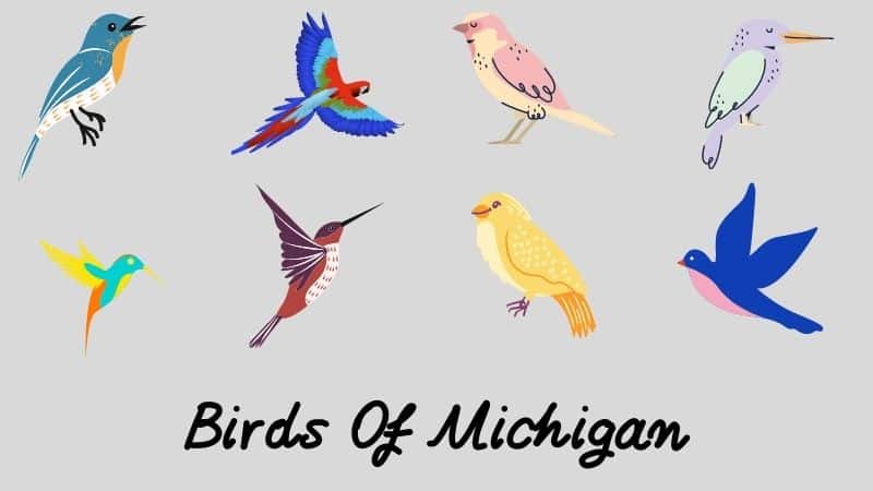 Backyard Birds Of Michigan