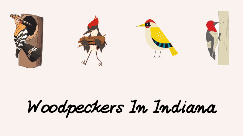 Woodpeckers In Indiana