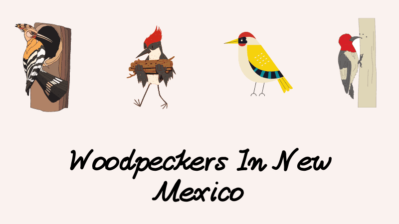 Woodpeckers In New Mexico