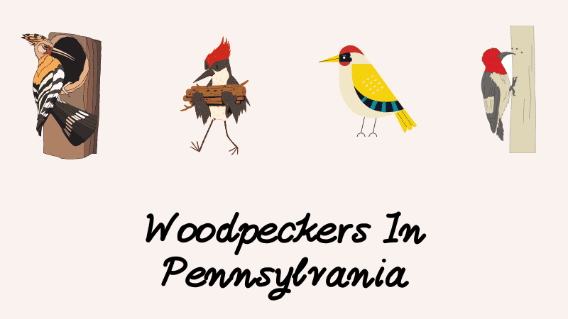 Woodpeckers In Pennsylvania