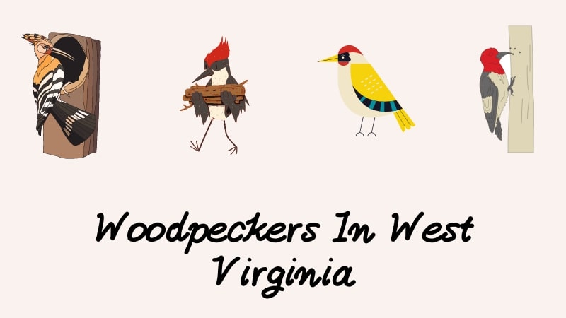 Woodpeckers In West Virginia