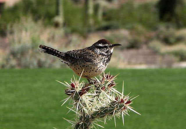 State Bird of Arizona