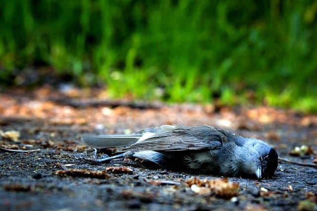 Where Do Birds Go To Die