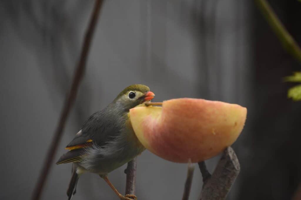 Do Birds Eat Apples