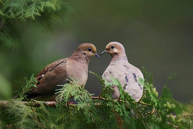What do Mourning Doves Eat