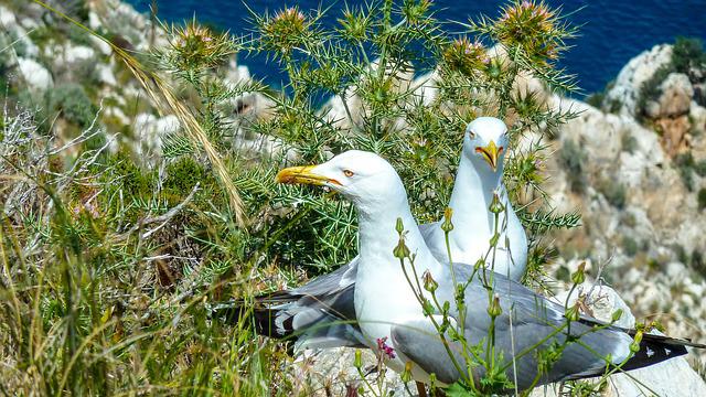 Where Do Seagulls Nest