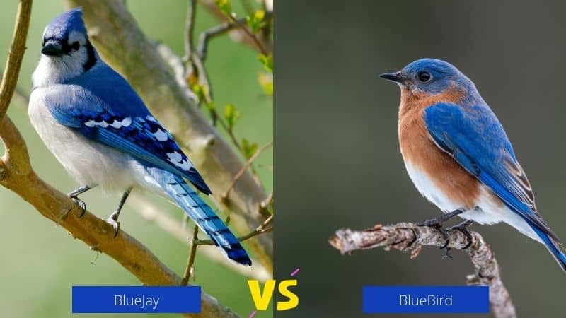 Bluebird VS Blue Jay