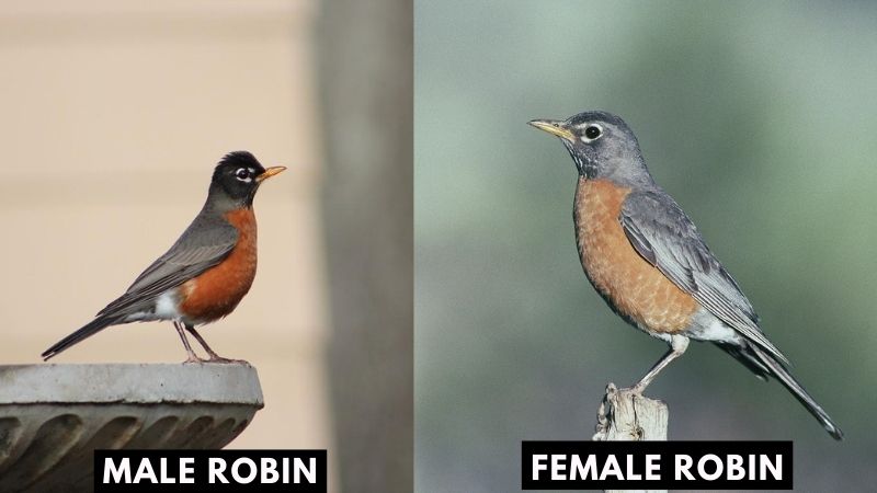 Male Vs Female Robins
