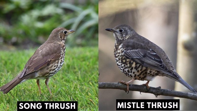 Mistle Thrush or Song Thrush