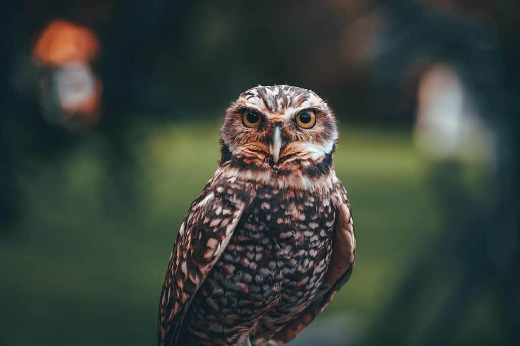 Owls In Illinois