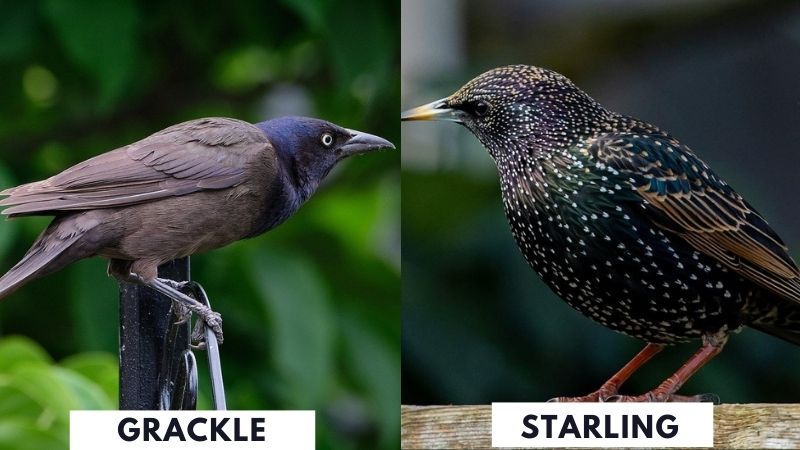 European Starling or Common Grackle