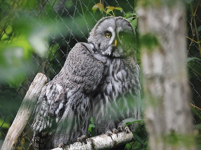 Owls In Massachusetts