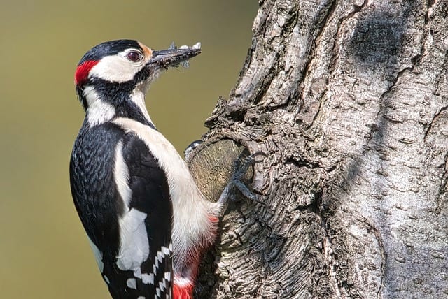 Do Woodpeckers Migrate
