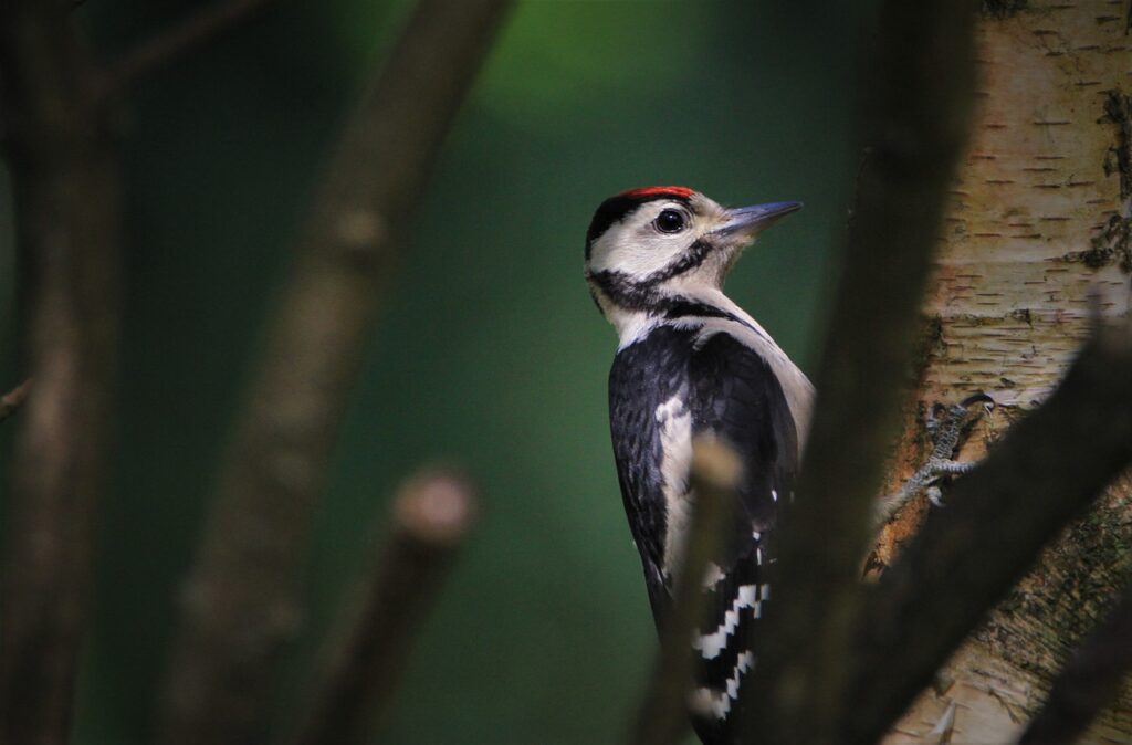 Facts About Woodpecker