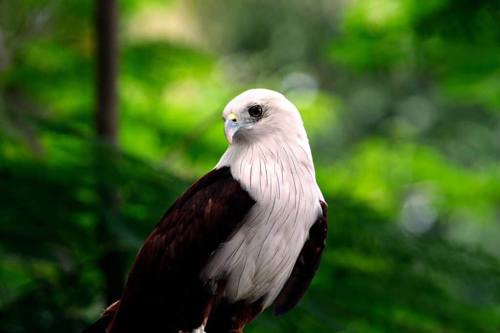 Hawks In North Carolina