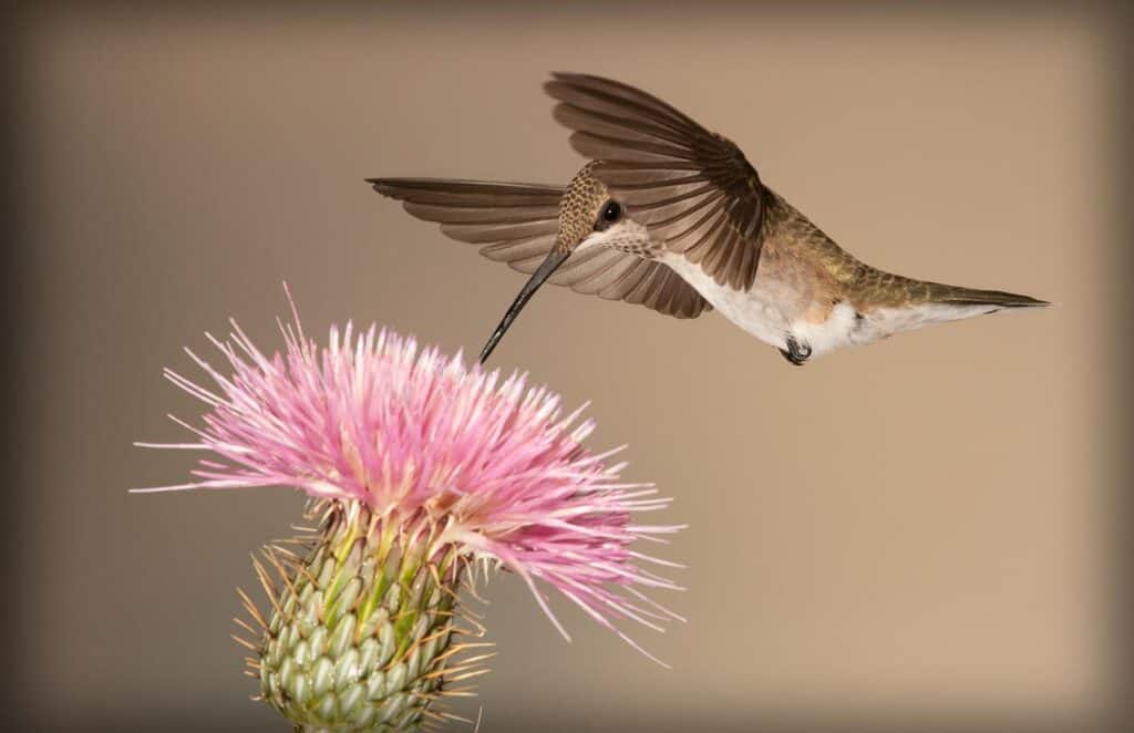 Male vs Female Hummingbird