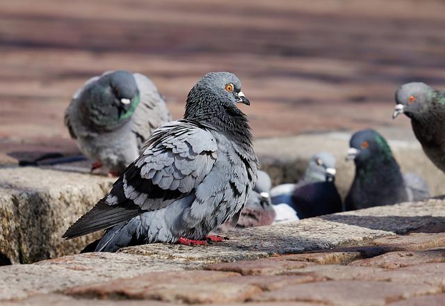 What is a Group of Pigeons Called