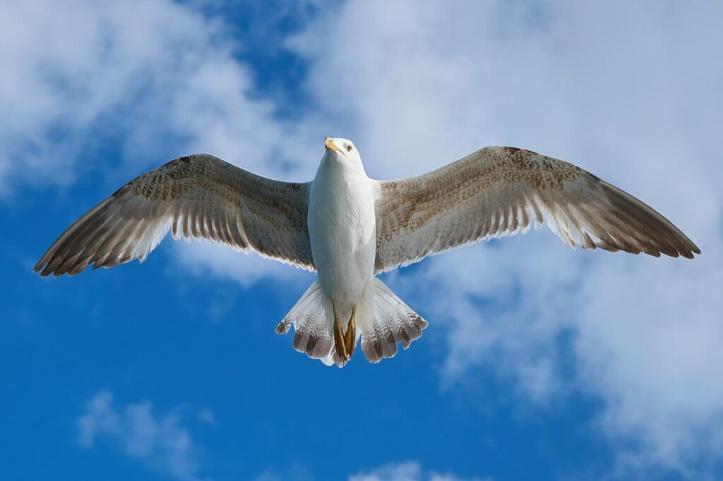 Do Seagulls Migrate