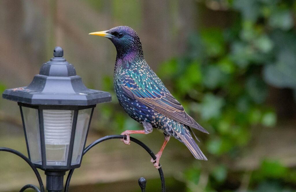 Do Starlings Migrate