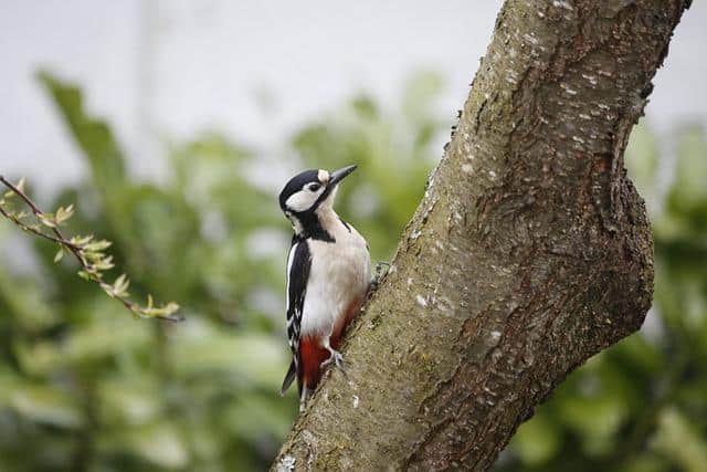 Male vs Female Woodpecker