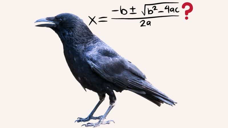 Are Ravens Intelligent?