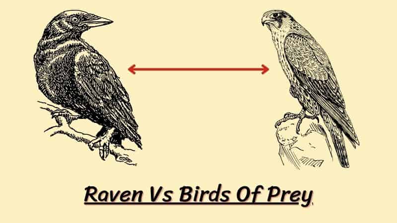 Are Ravens Birds Of Prey