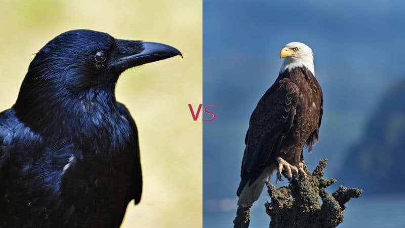 Raven vs Eagle
